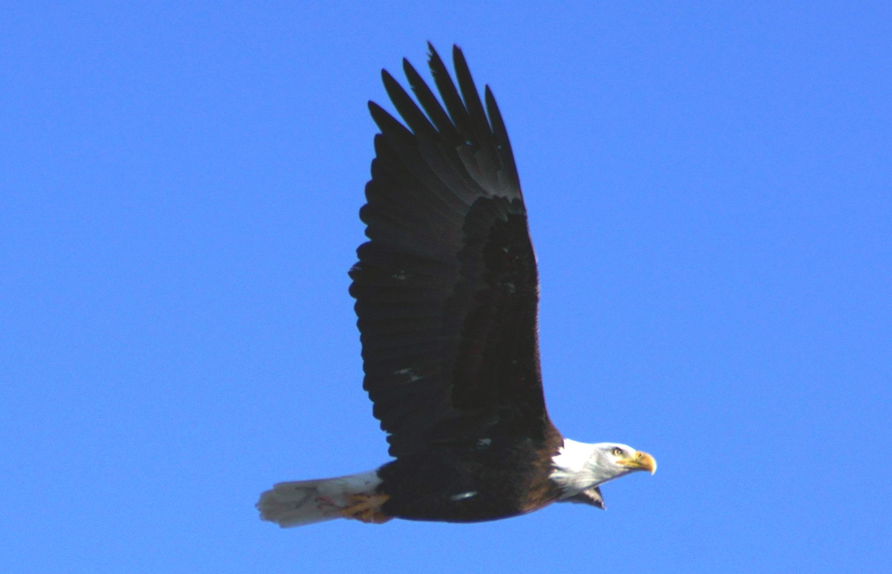 Bald Eagle near Twin Silo Dog Park