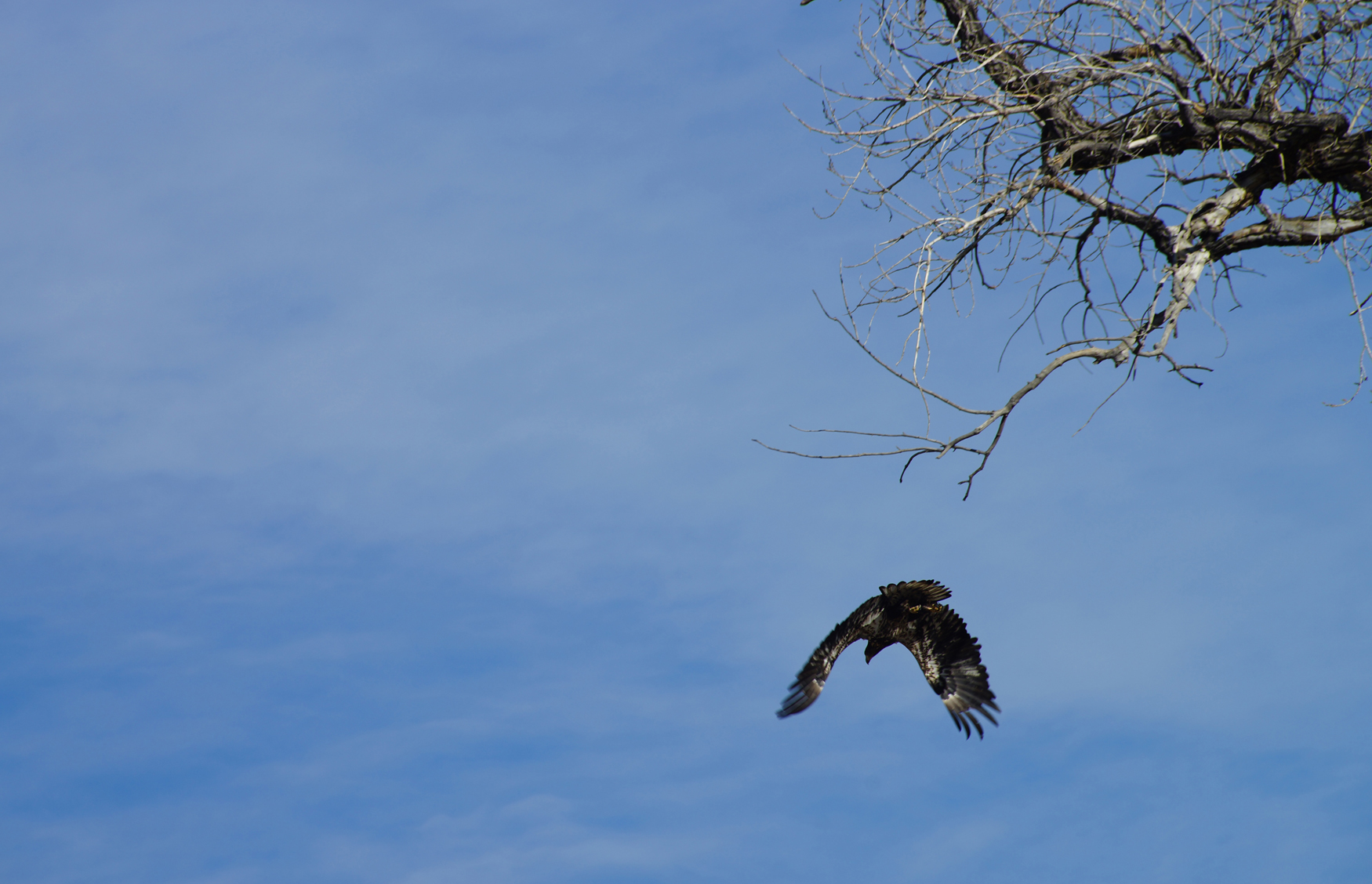 Image taken near the Twin Silo Dog Park