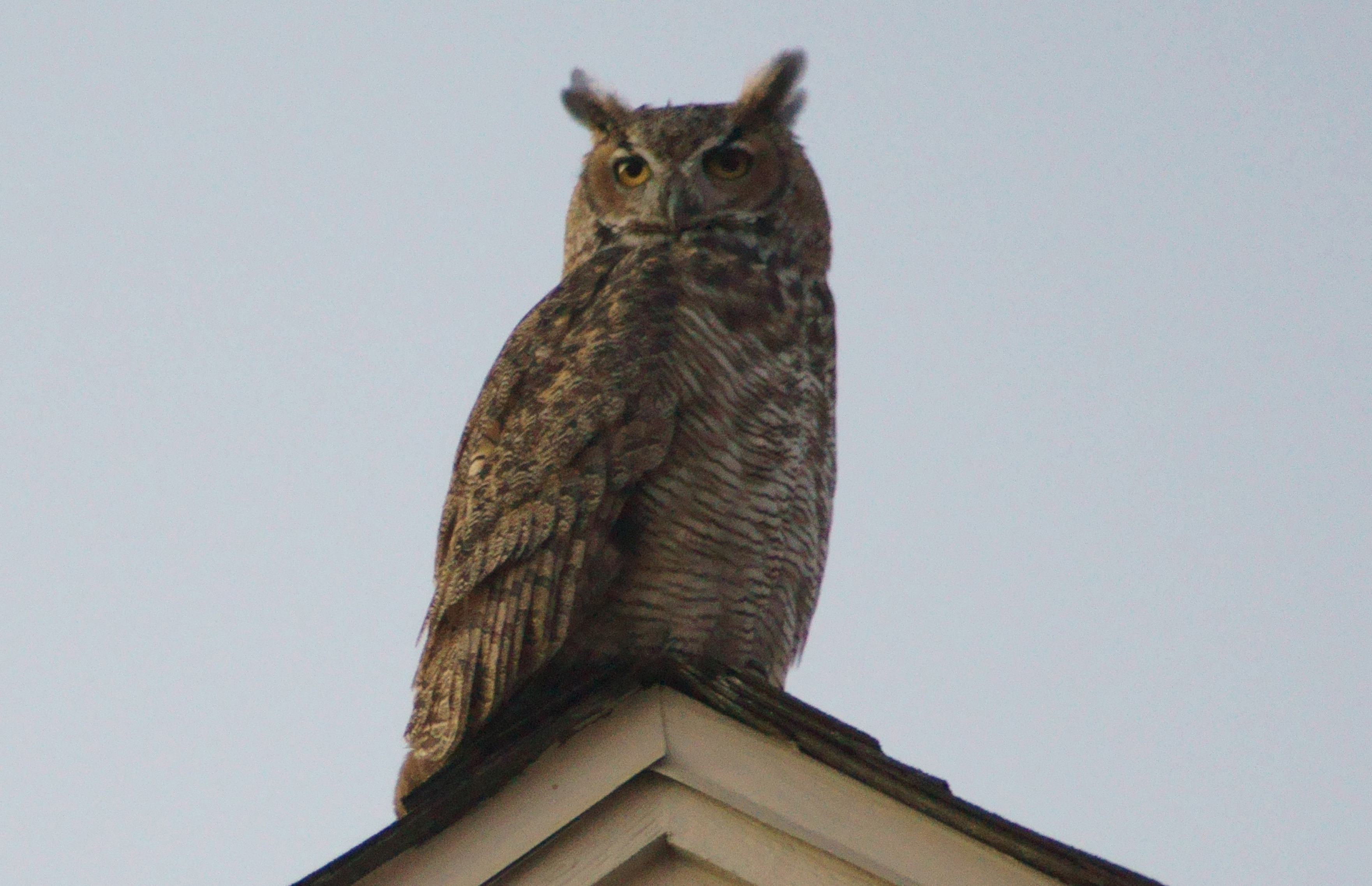 Image taken in Observatory Village